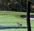 Eagle Rock Golf