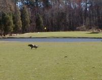 Fairfax National Golf Club, Centreville